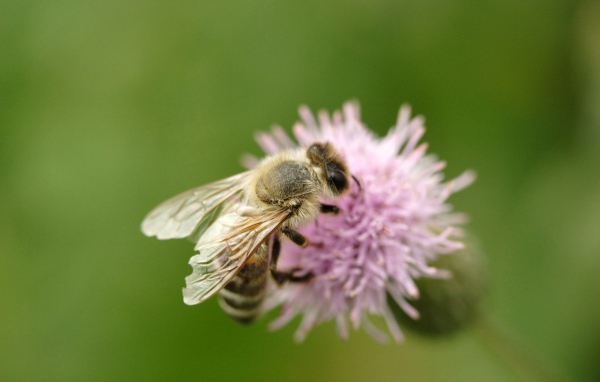 Пчела на клевере