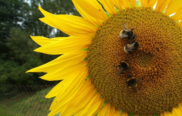 Пчелы на подсолнухе