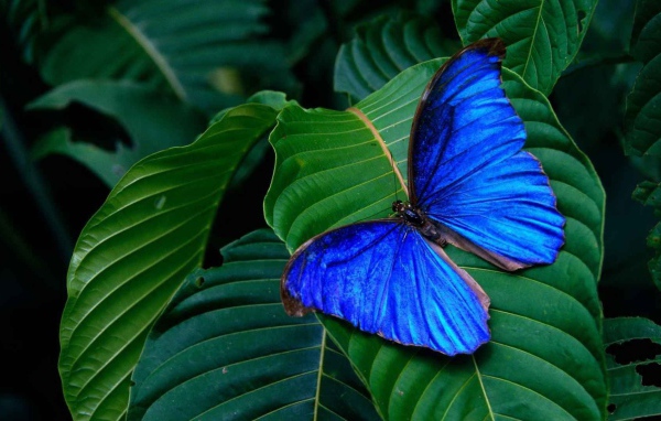 Синяя бабочка