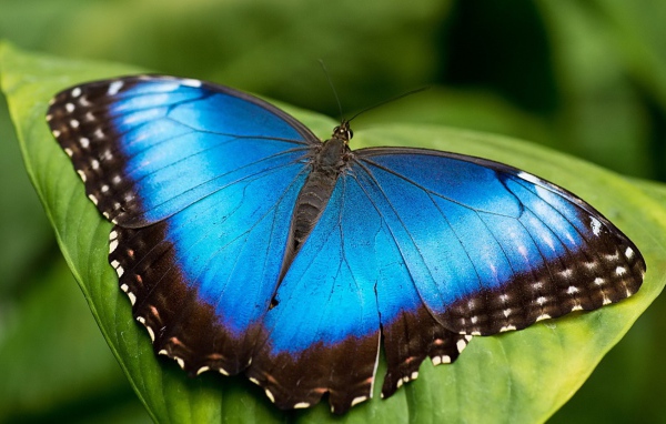 Голубая бабочка