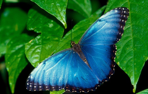 Голубая бабочка