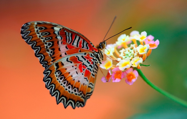 Бабочка на цветке