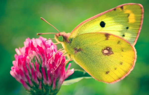 Бабочка в поле