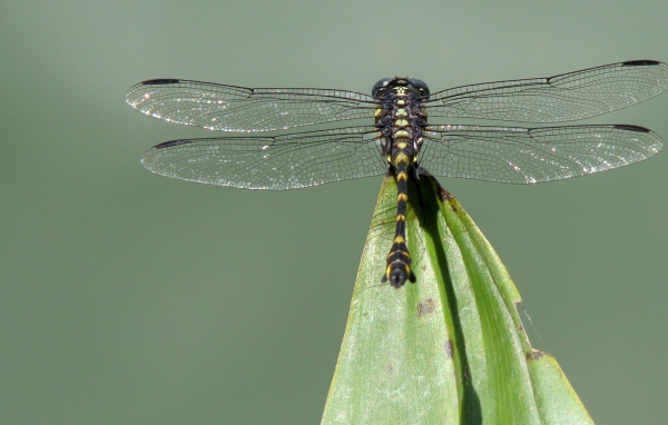 Стрекоза на кончике листа