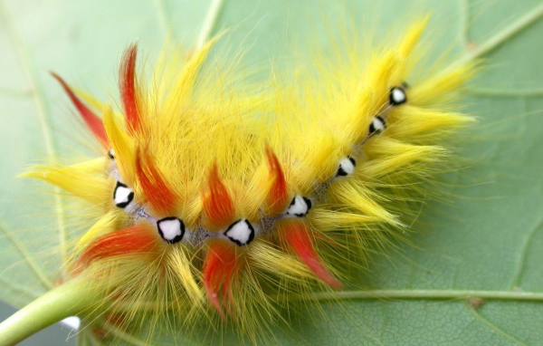 Мохнатая гусеница