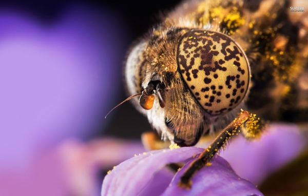 Голова пчелы