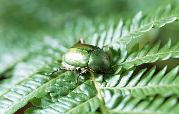 Японский жук