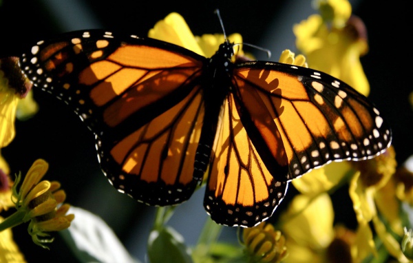 Бабочка Монарх