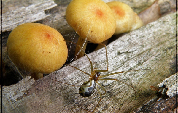 Паук и грибы