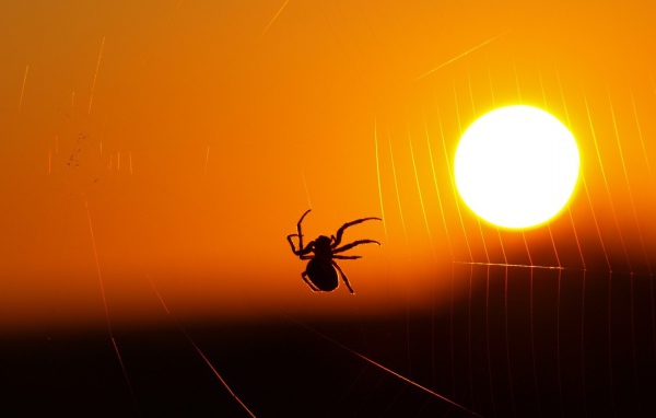 Паук на закате солнца