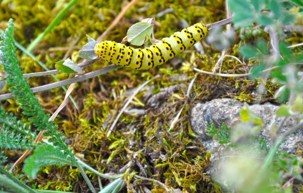 Желтая гусеница