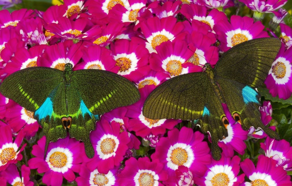 Бабочки на розовых цветах