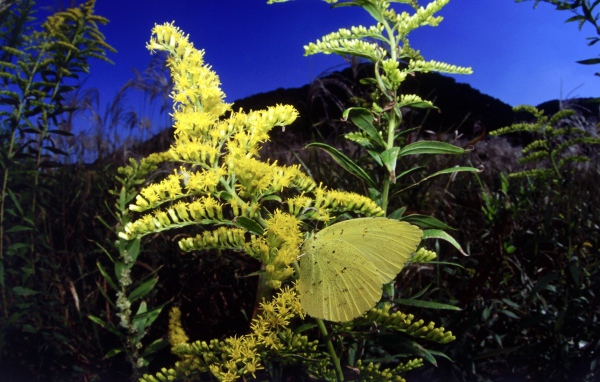 Бабочка на желтом цветке