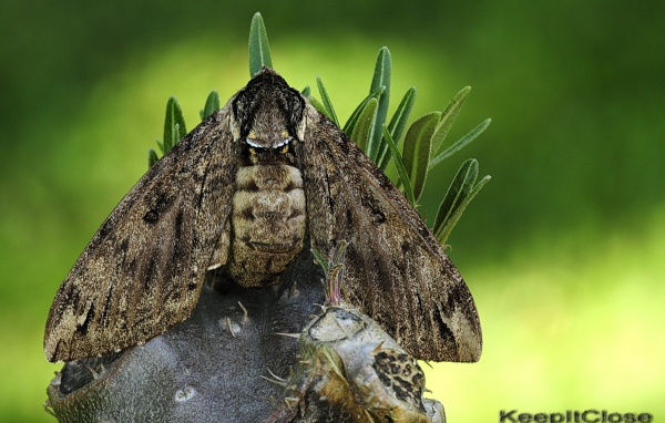 Большая серая моль