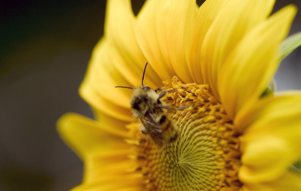 Пчела на желтом цветке