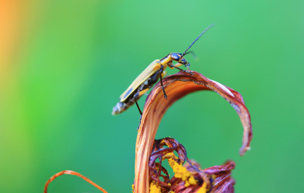 Жук сидит на цветке