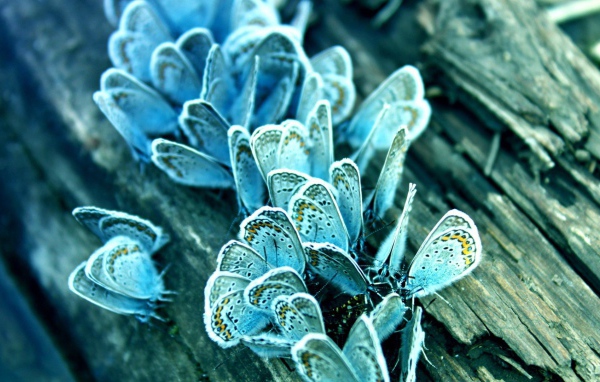 	   Blue butterfly