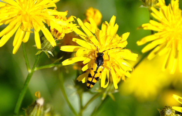 Жук на желтом цветке