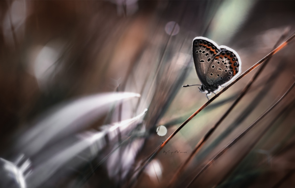 Бабочка на стебле