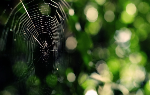 Паутина на зеленой природе