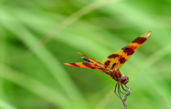 Цветная стрекоза