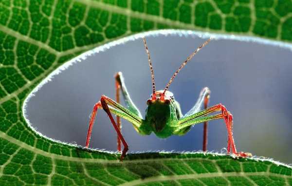 Кузнечик на листе