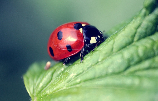 Божья коровка на листке