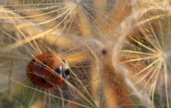 Божья коровка в паутине