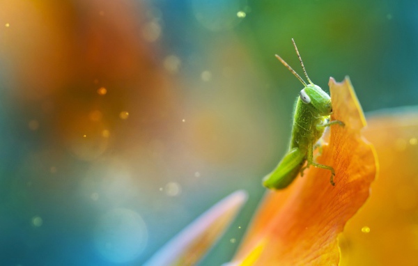 Саранча ест лист