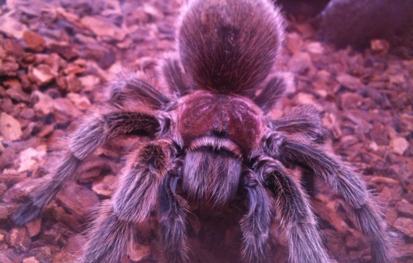 Паук тарантул