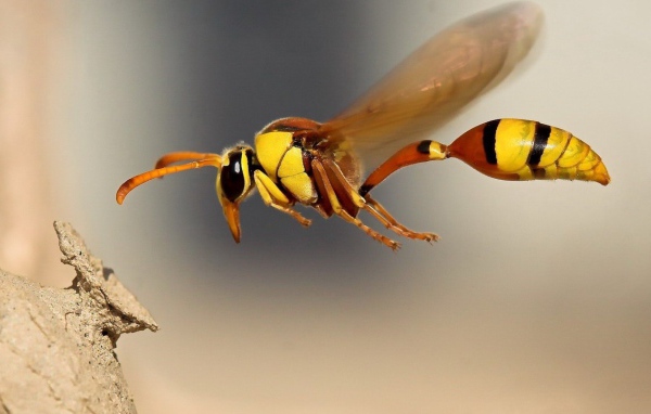 Оса в полете