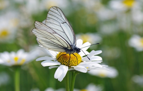 Белая бабочка на ромашке