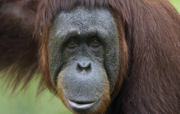 Портрет на память