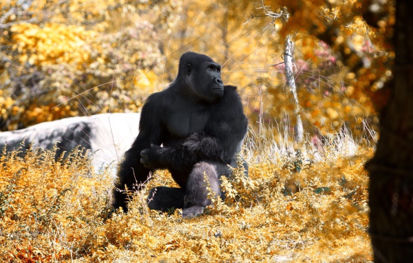 Горилла позирует фотографу