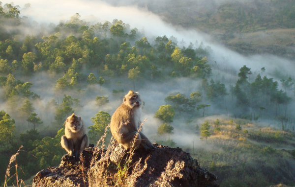 Обезьяны сидят на скале