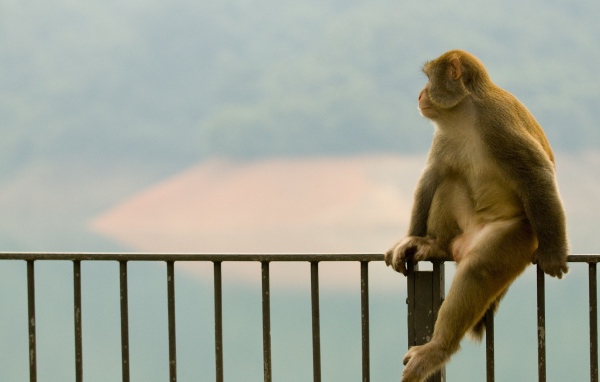 Обезьяна сидит на заборе