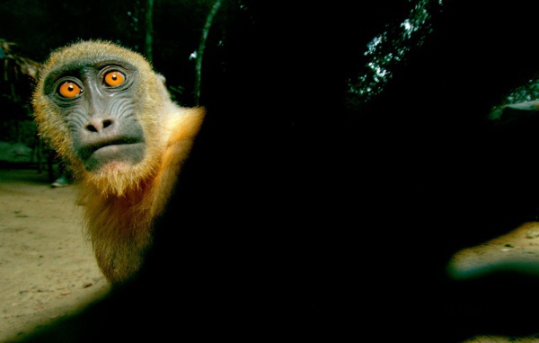 Обезьяна с желтыми глазами