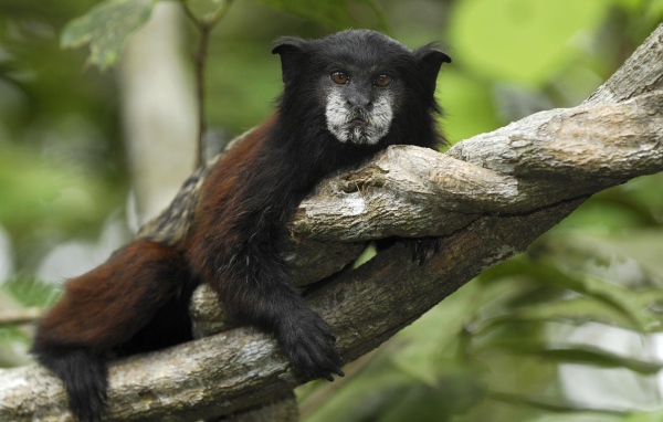 Тамарин в национальном парке Перу