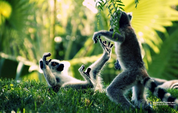 Обезьяны дерутся