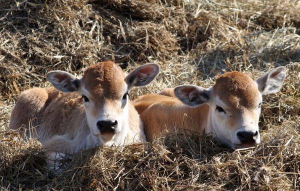 Телята лежат на сене