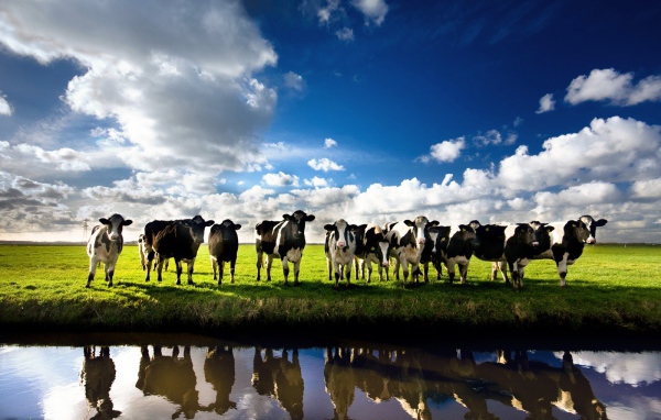 Коровы на берегу реки