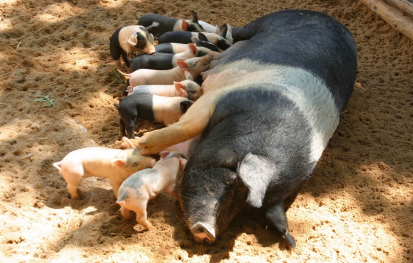 Свинья с поросятами