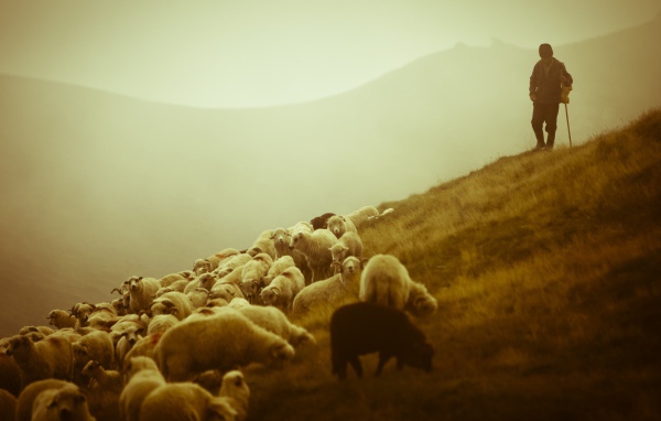 Пастух и отара овец