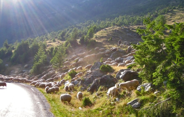 Стадо овец переходит дорогу