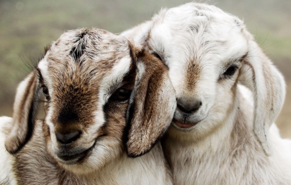 Два барана позируют