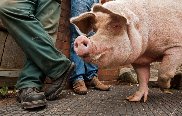 Свинья на улице города