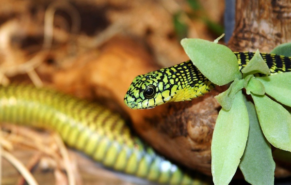 Зеленая змея