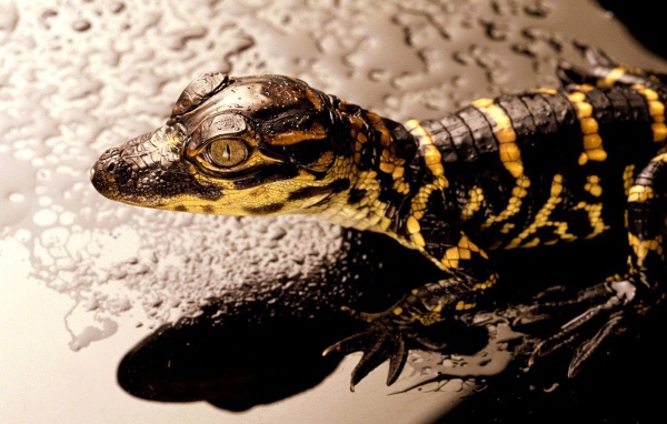 Коричневая ящерица