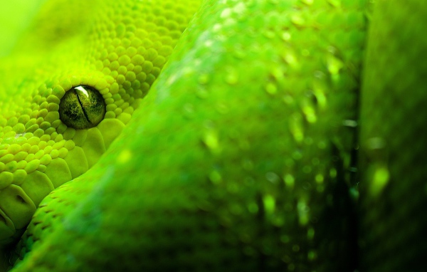 Глаза зеленой змеи