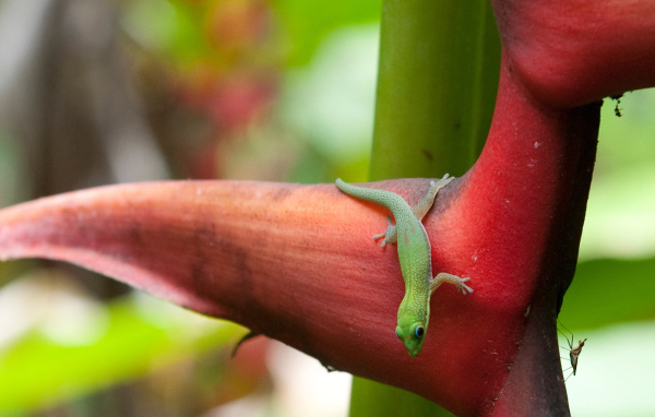 Зеленая ящерица